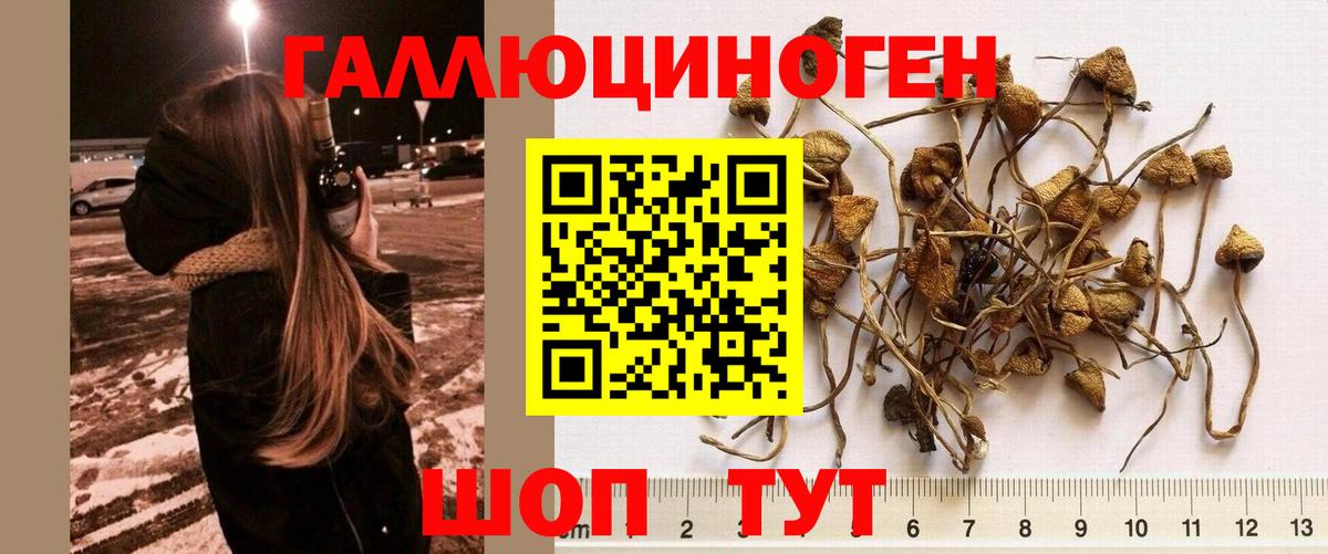 Электросталь  Псилоцибиновые грибы GOLDEN TEACHER  Вход с VPN 